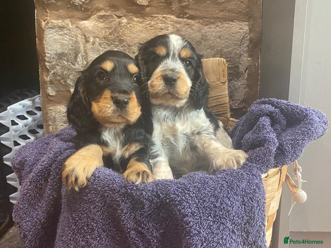 Cocker Spaniel dogs for sale: Kc - Beautiful show type cocker spaniel puppies  - Image 2