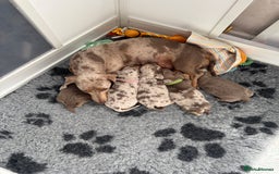 Miniature Dachshund dogs for sale: 2 beautiful mini daxi pups - Image 1