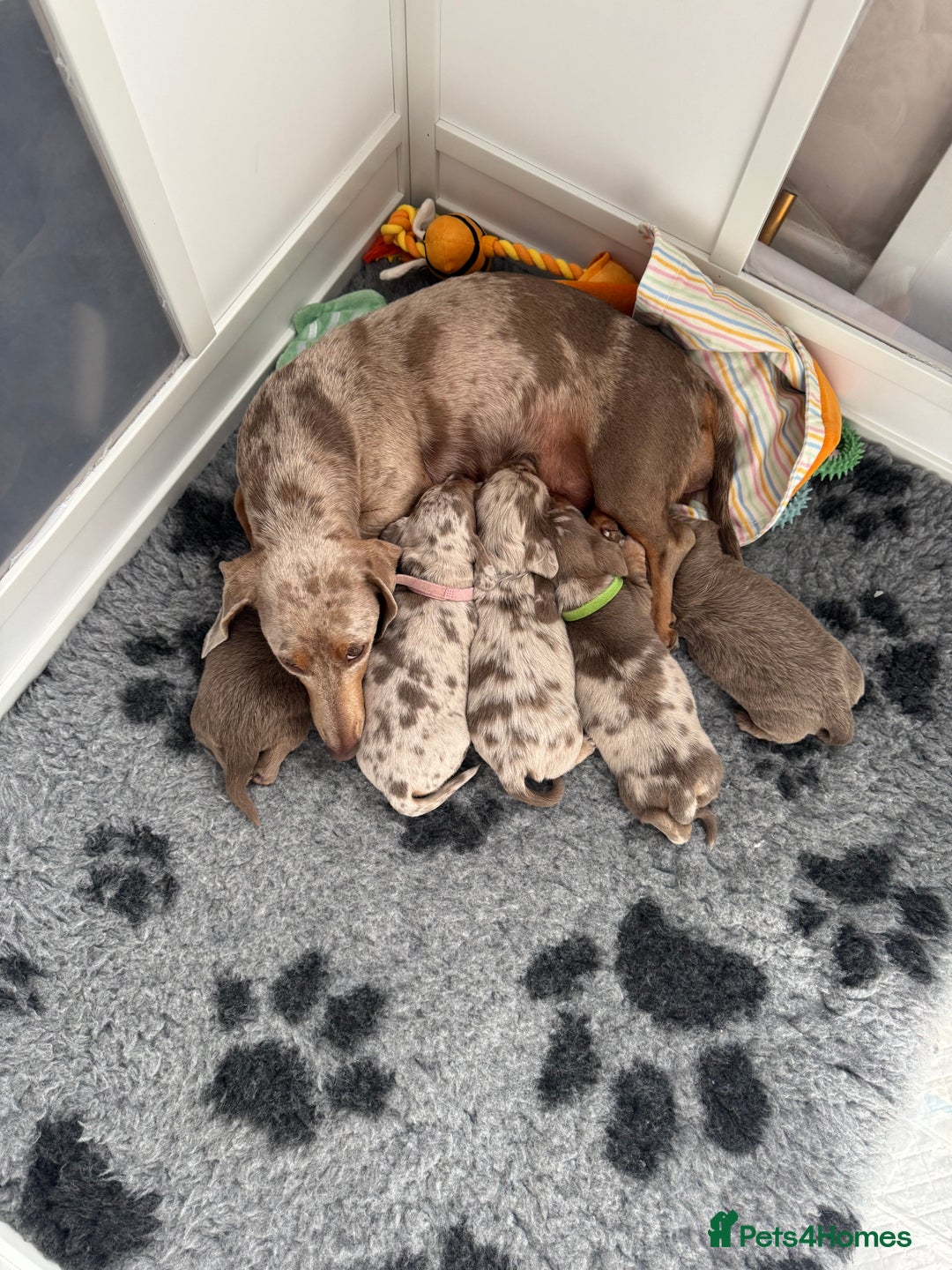 Miniature Dachshund dogs for sale: 2 beautiful mini daxi pups - Image 1