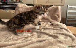 British Shorthair cats for sale: One beautiful Ginger Tom, and his five siblings. - Image 4