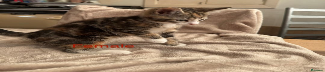 British Shorthair Kitten 4