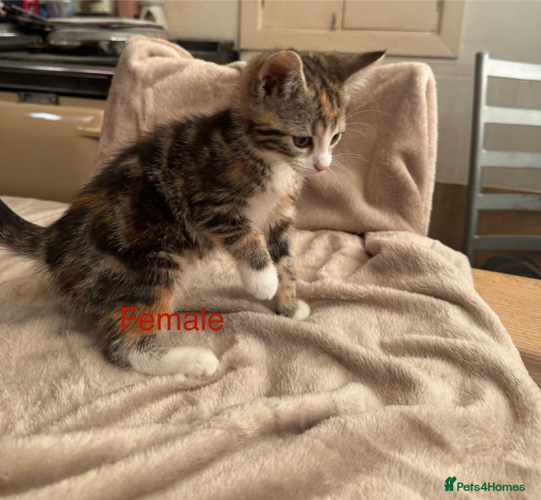 British Shorthair cats for sale: One beautiful Ginger Tom, and his five siblings. - Image 4