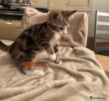 British Shorthair cats - Advert 4