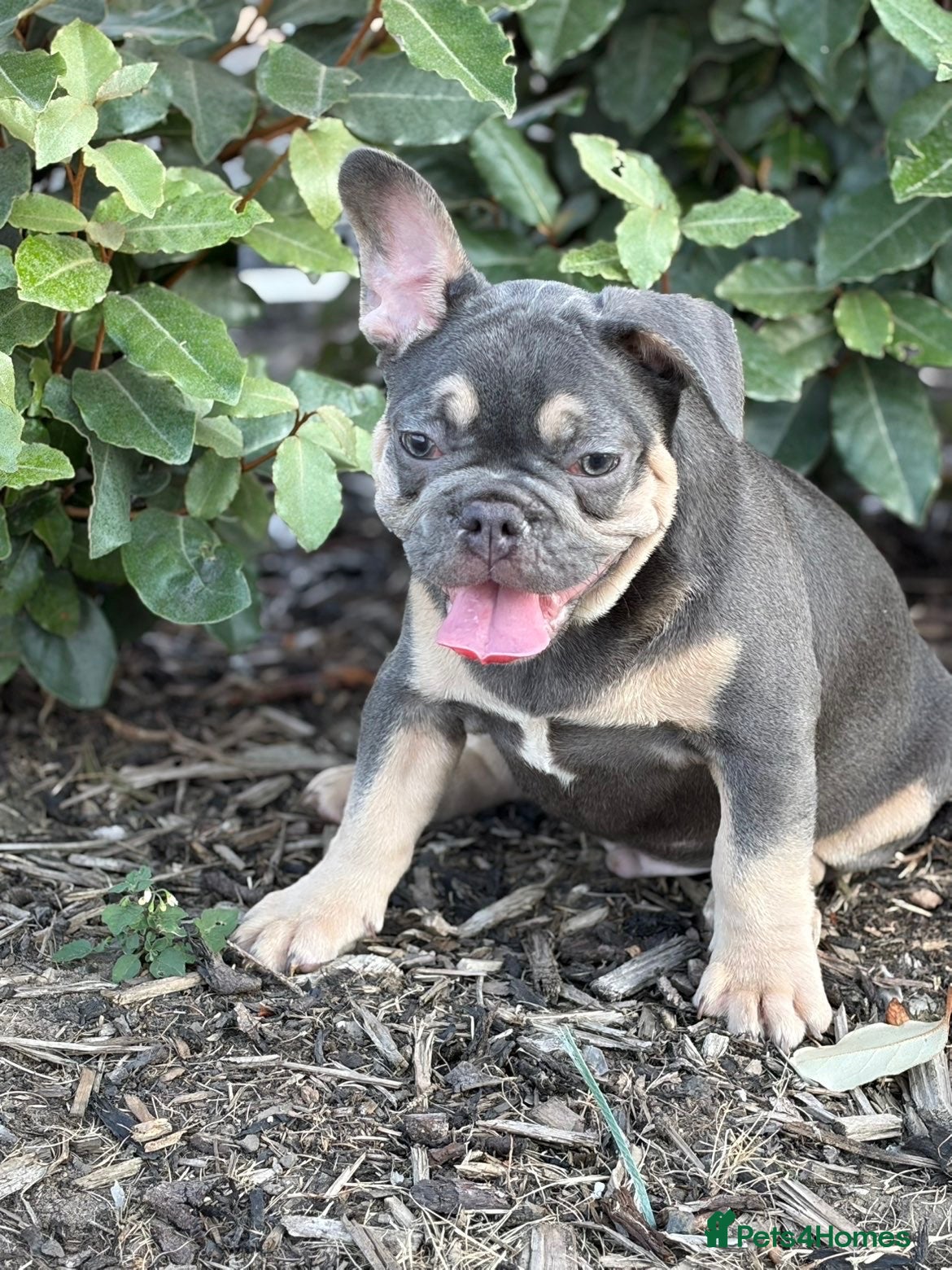 French Bulldog dogs French bulldog male  - Advert 1