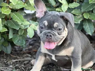 French Bulldog dogs French bulldog male - Advert 1