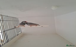 Finches birds for sale: Java sparrows  - Image 1