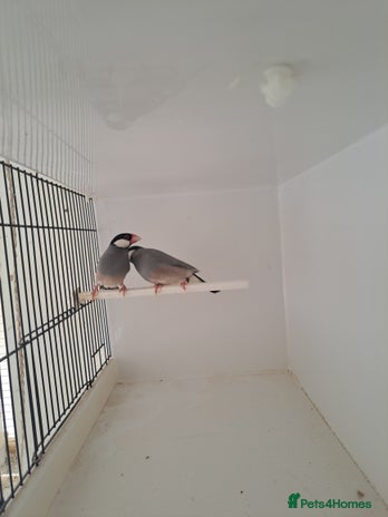 Finches birds - Advert 3