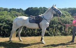 Belgian Warmblood horses for sale: Wow !! What a mare she is !!  - Image 2