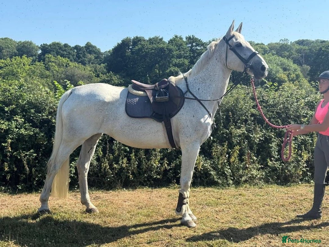 Belgian Warmblood horses for sale: Wow !! What a mare she is !!  - Image 2