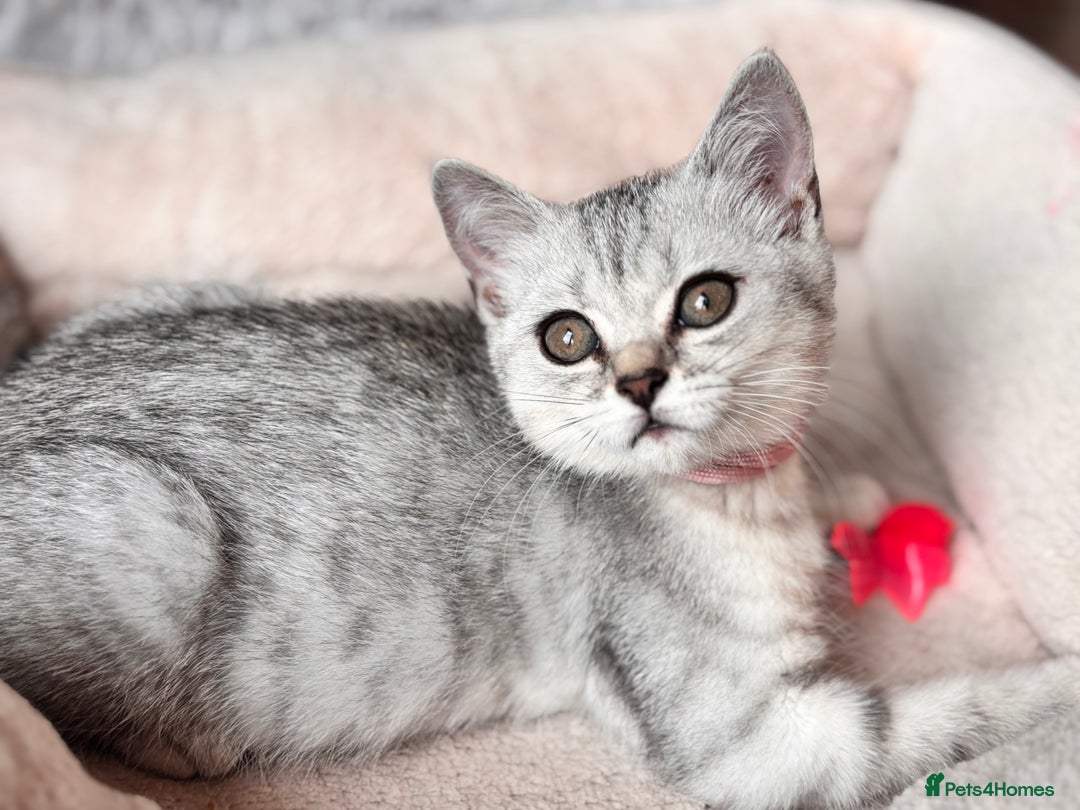 British Shorthair cats for sale: ✨LAST KITTEN LEFT✨OPEN TO OFFERS FOR RIGHT HOME✨ - Image 24