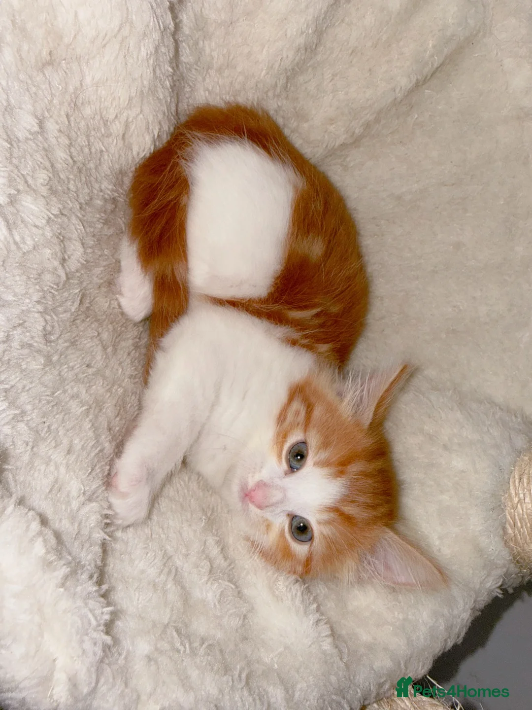 Mixed Breed cats for sale: Paris. Female Longhaired Ginger and White kitten - Advert 2