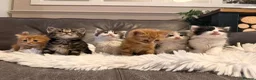 Mixed Breed cats for sale: Ragdoll x mainecoon cross  - Advert 6