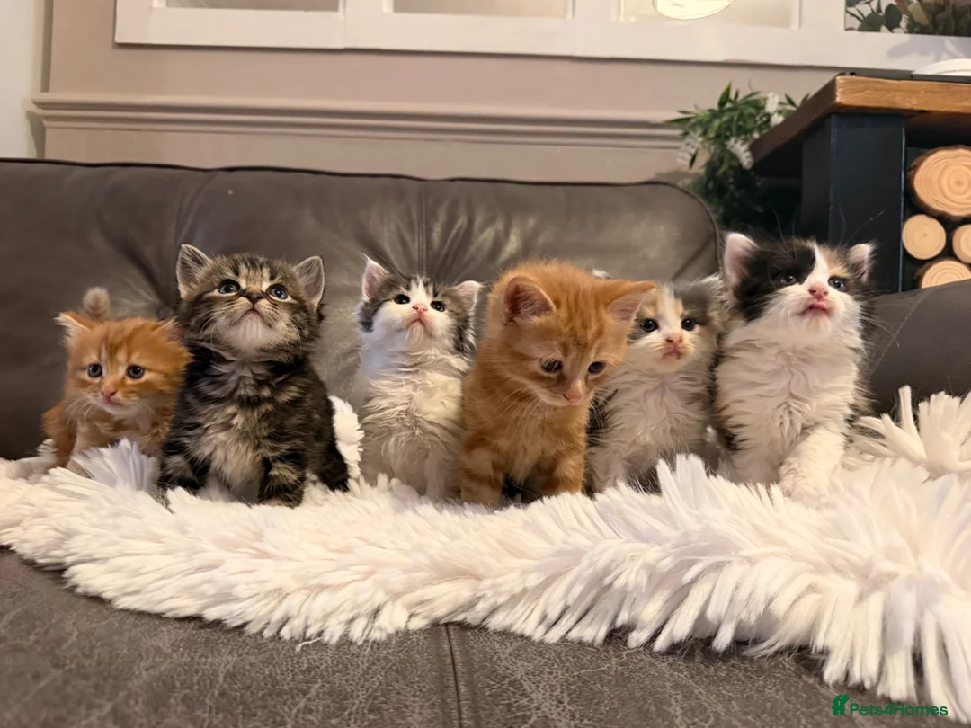 Mixed Breed cats for sale: Ragdoll x mainecoon cross  - Advert 6