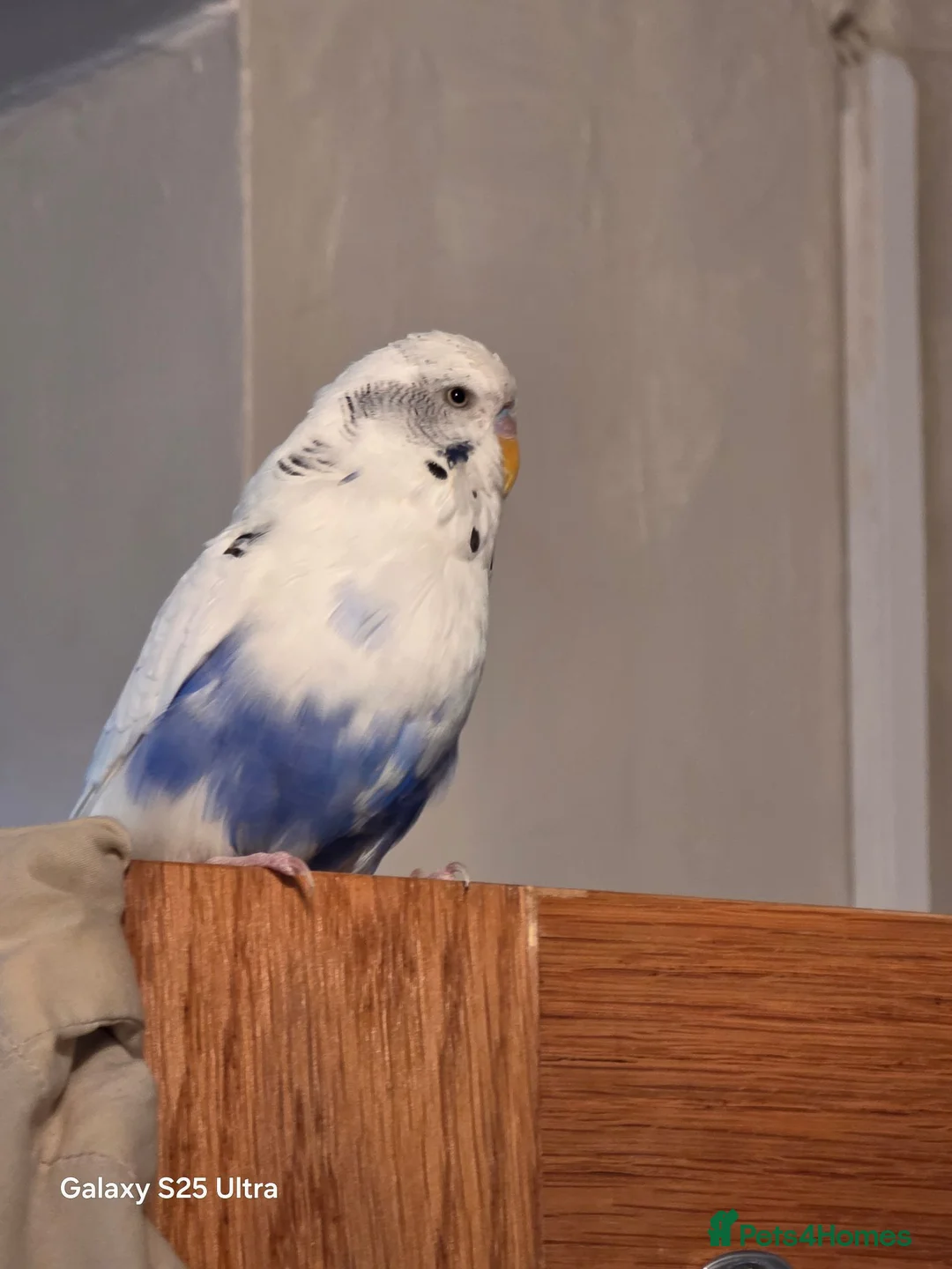 Budgerigars birds for sale: Female budgie for sale  in Manchester - Advert 2