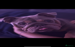 English Bulldog dogs for sale: English bulldog  - Image 3