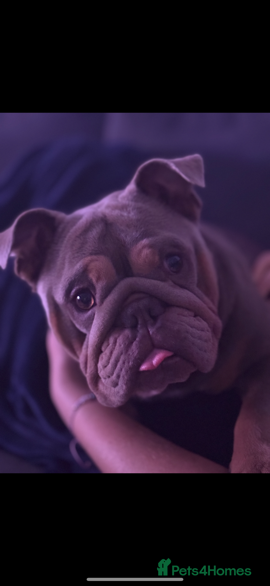 English Bulldog dogs for sale: English bulldog  - Image 3