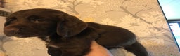 English Springer Spaniel dogs for sale: English springer spaniel puppies  - Advert 8