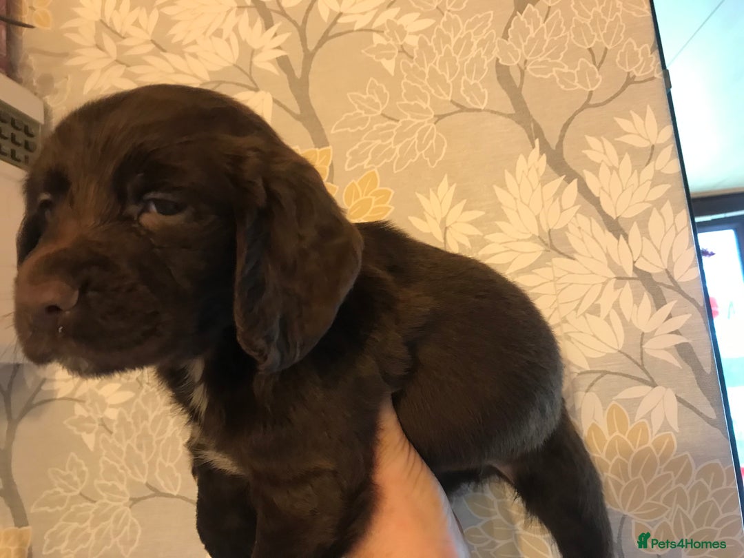English Springer Spaniel dogs for sale: English springer spaniel puppies  - Advert 8