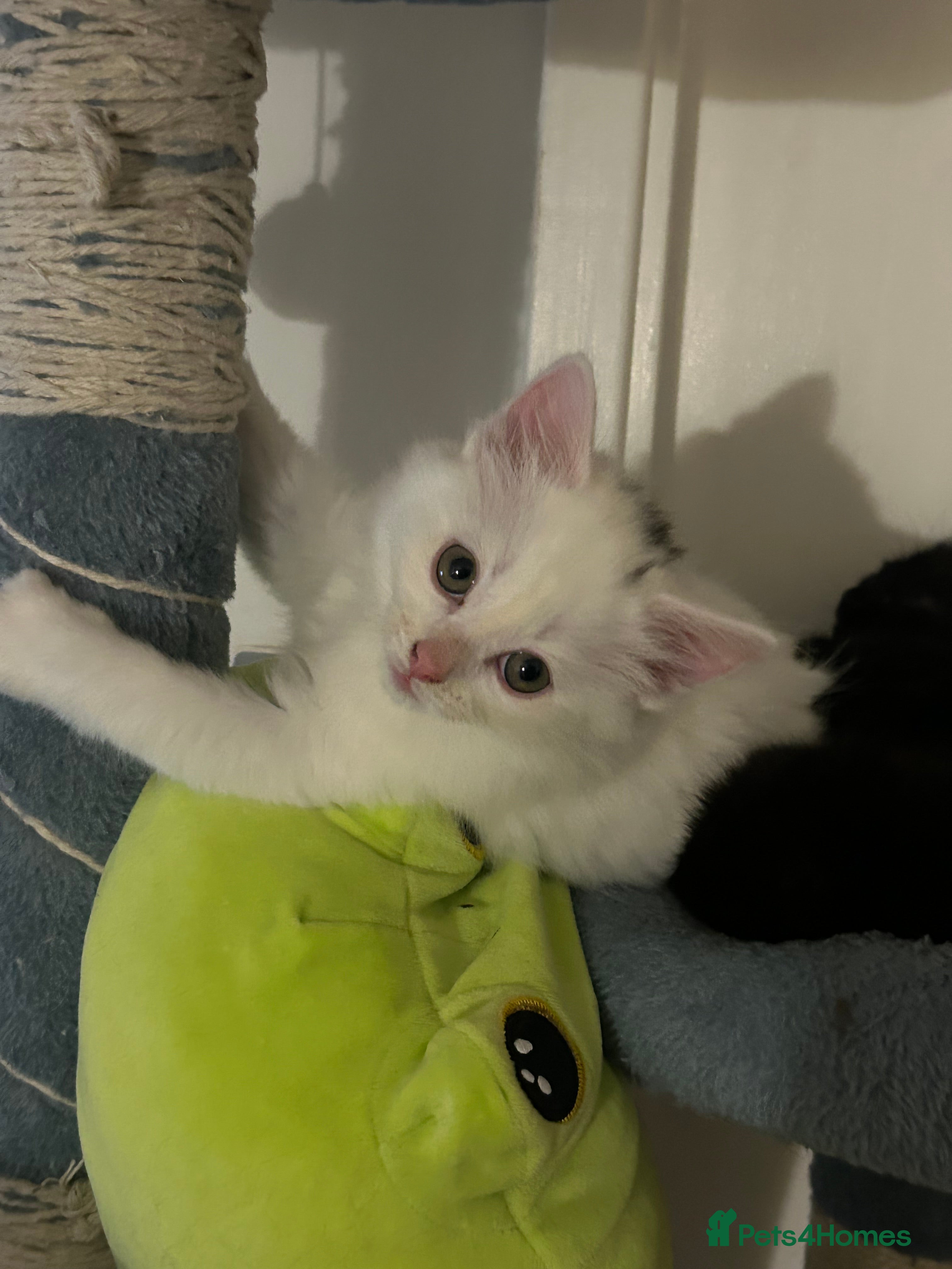 Ragdoll cats RUSSIAN DOLL kittens  - Advert 1