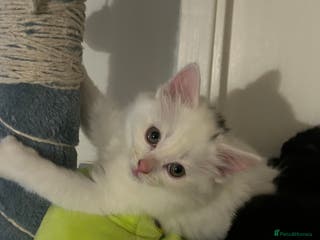 Ragdoll cats RUSSIAN DOLL kittens - Advert 1