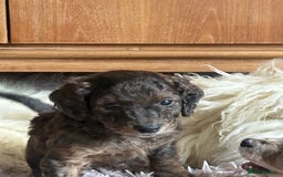 Cockapoo dogs for sale: Fb2 miniature cockapoo - Advert 20