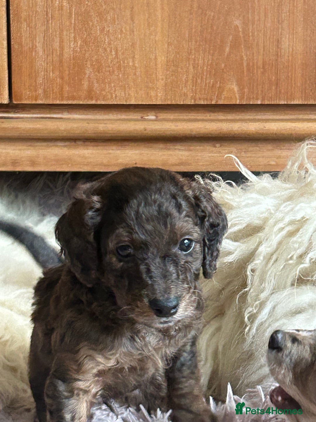 Cockapoo dogs for sale: Fb2 miniature cockapoo - Advert 20