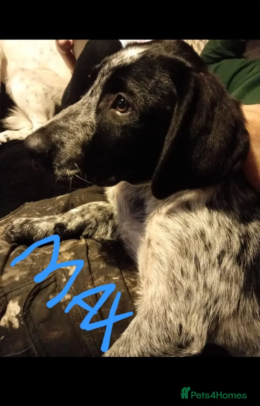 Sprollie dogs for sale: Maxx spaniel  in Swansea - Advert 2