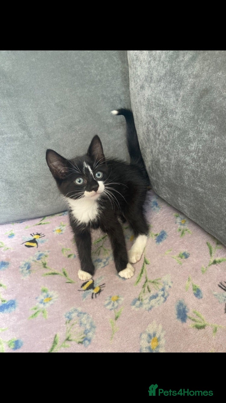 Mixed Breed cats Last male kitten  - Advert 19