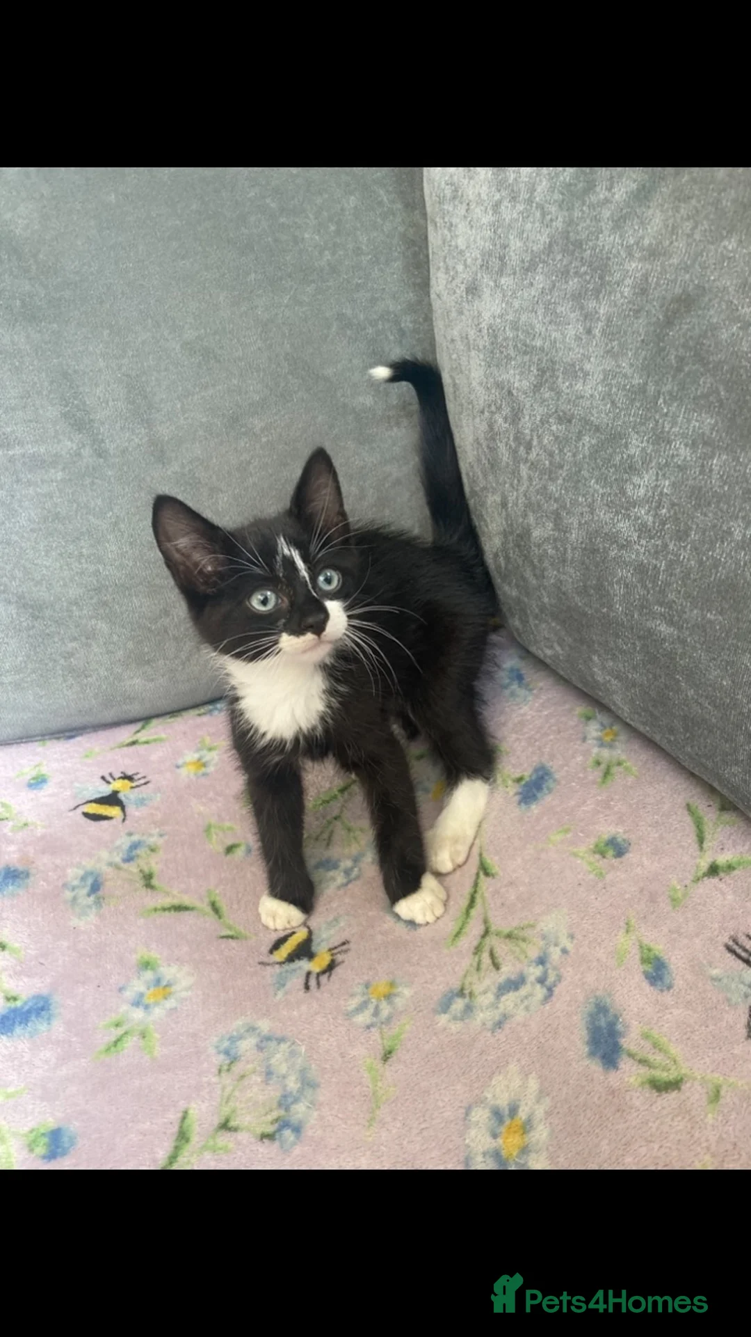 Mixed Breed cats for sale: 2 beautiful kittens  - Advert 2