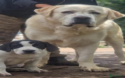 Central Asian Shepherd dogs for sale: Beautiful Alabai Mastiff puppies  in Pulborough - Image 25