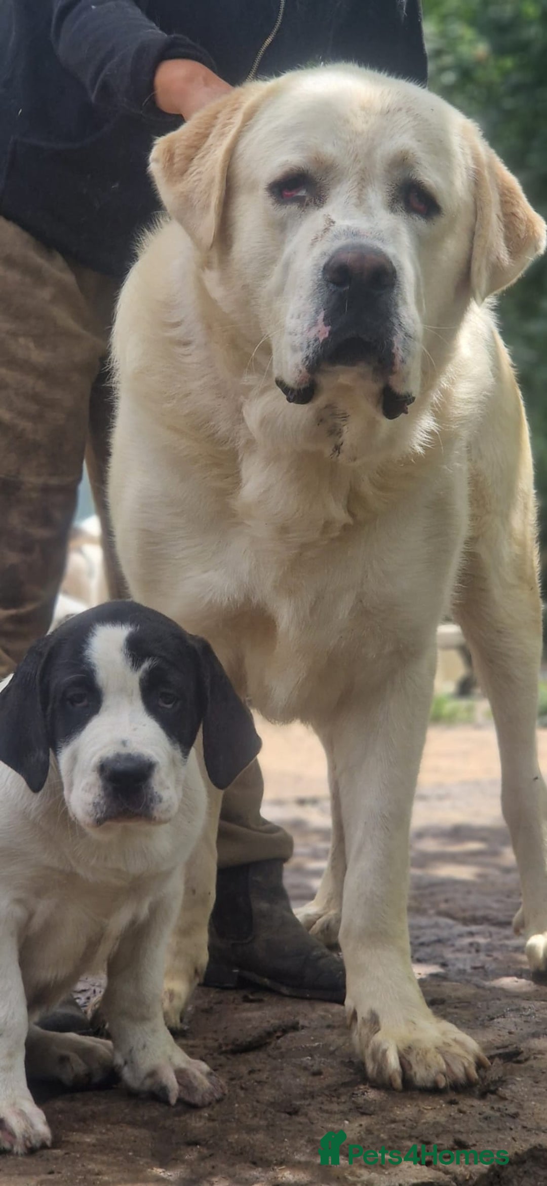 Central Asian Shepherd dogs for sale: Beautiful Alabai Mastiff puppies  in Pulborough - Image 25