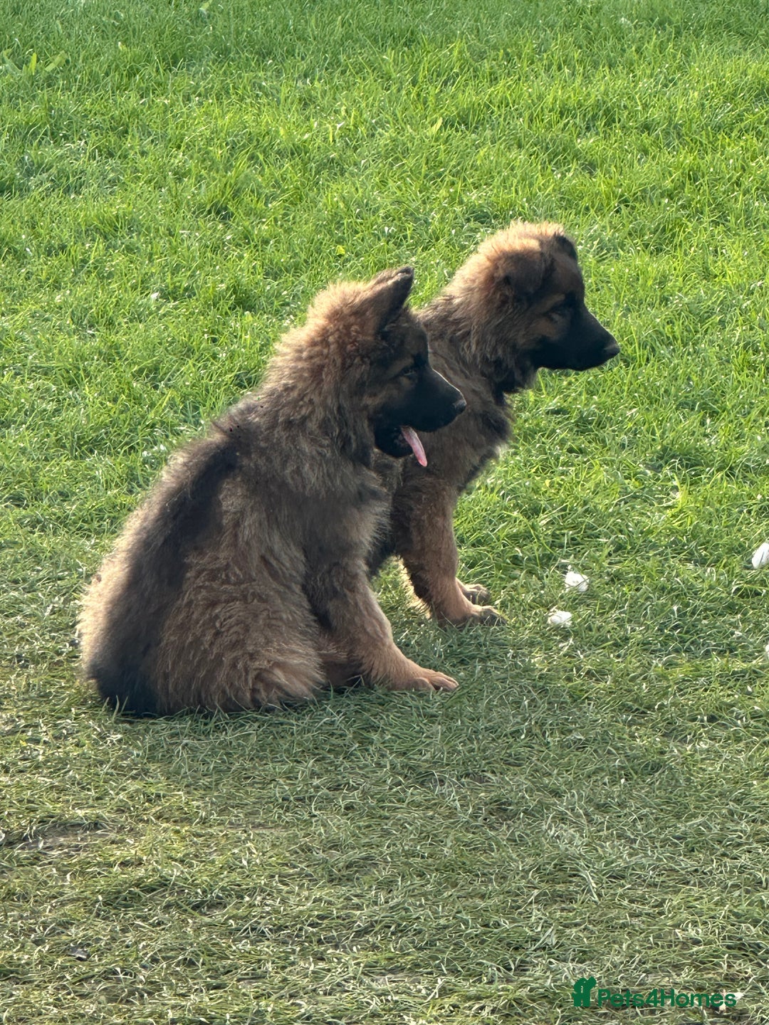 German Shepherd dogs for sale: Beautiful Litter of German Shepherd Puppies - Advert 36