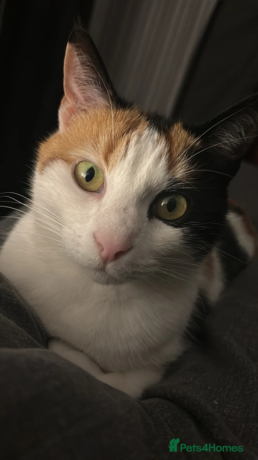 Domestic Shorthair cats for sale: Female cat (Taz) for rehome free - Advert 2