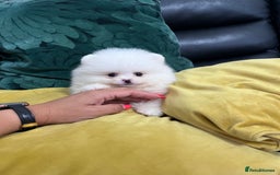 Pomeranian dogs for sale: KC Reg Show Quality Teddy Face - Image 1