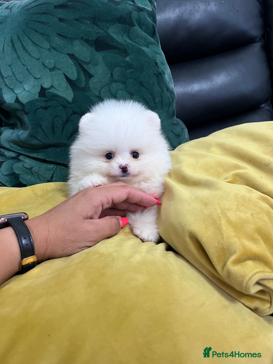 Pomeranian dogs for sale: KC Reg Show Quality Teddy Face - Image 1