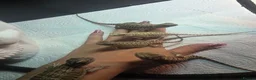Bearded Dragon reptiles for sale: Lovely babies ready for their new homes - Advert 3