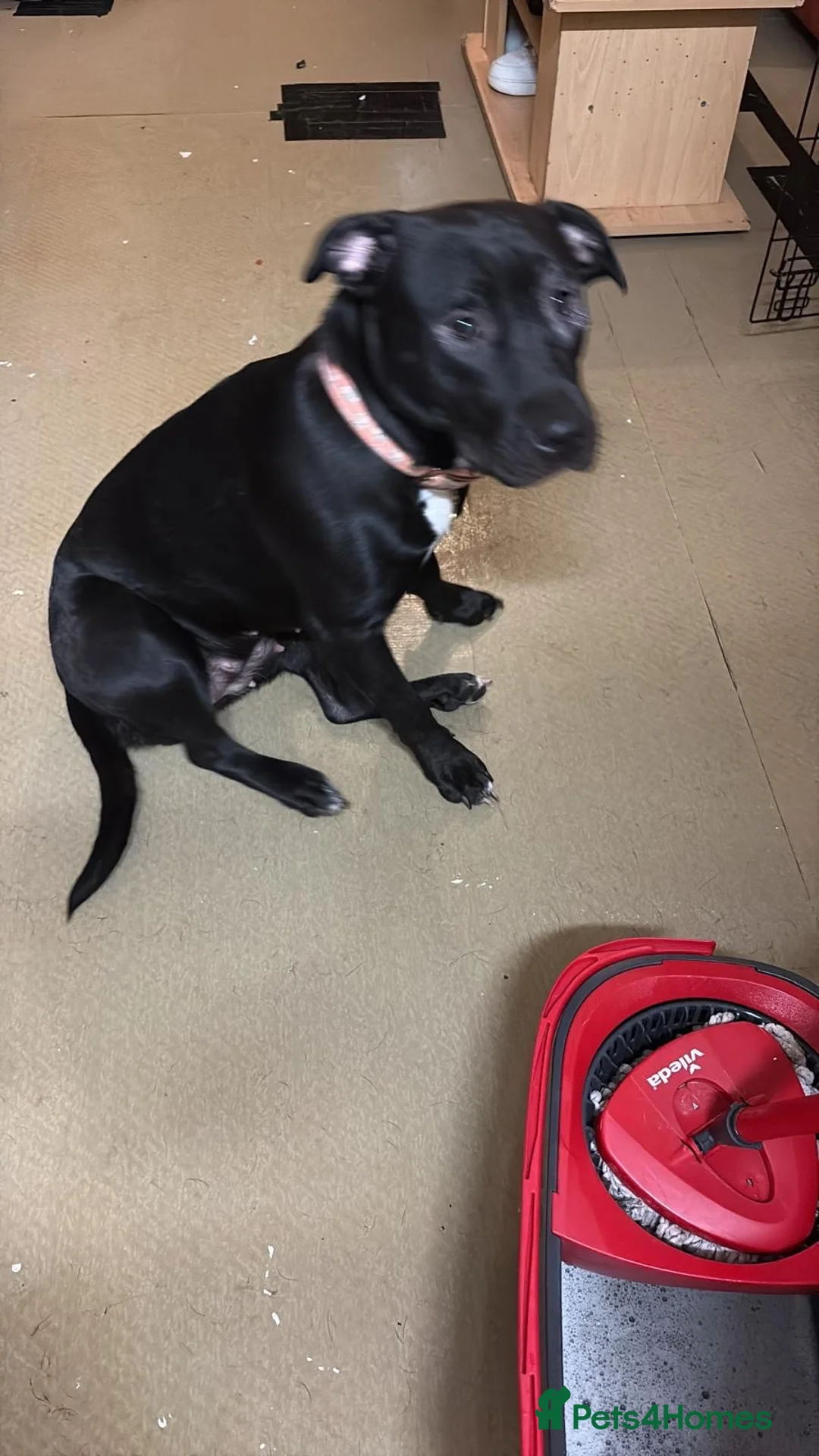 Staffordshire Bull Terrier dogs for sale: Little Prince  - Advert 2