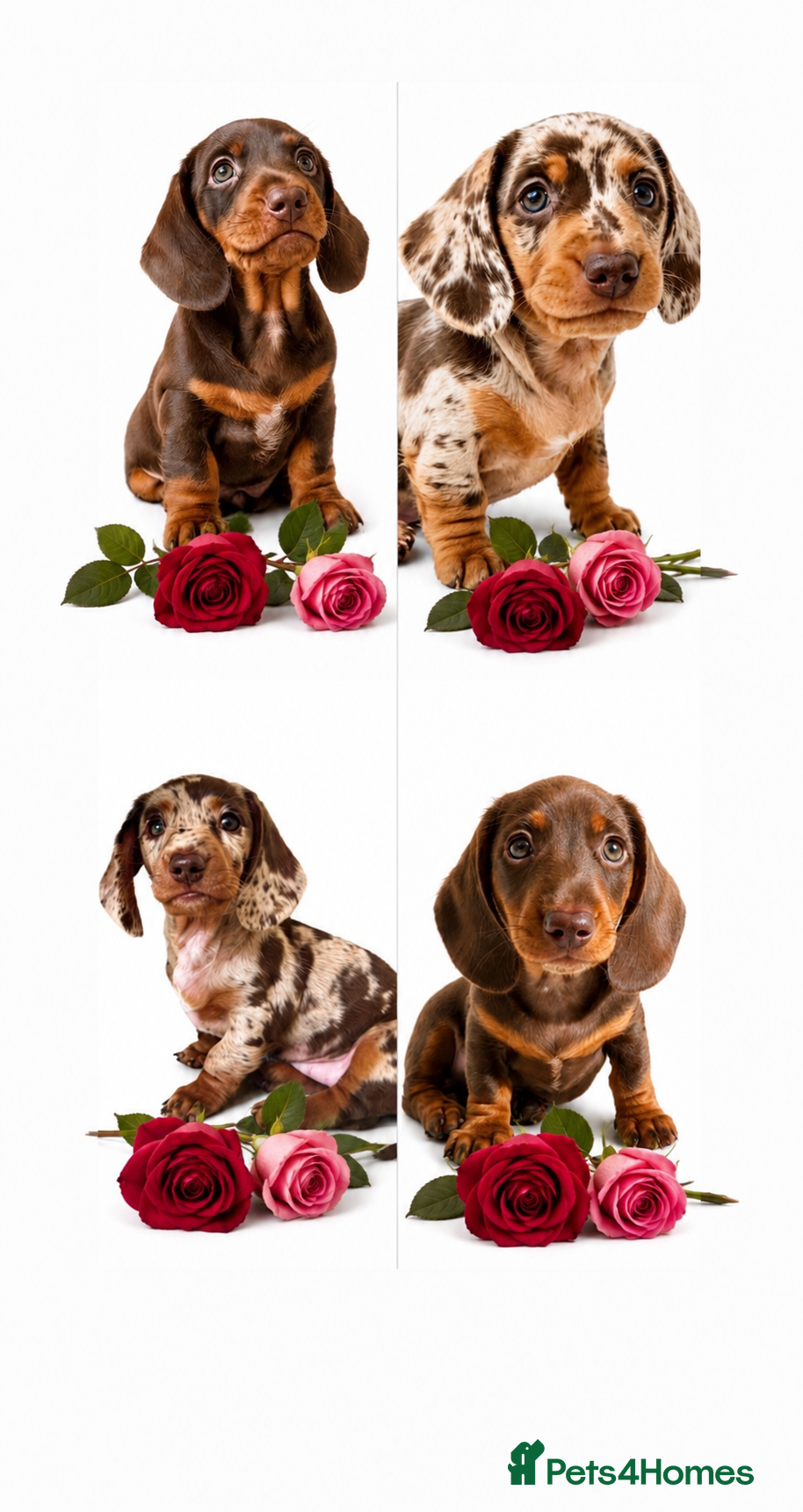 Miniature Dachshund dogs READY NOW MINI DACHSHUND SERIOUS BUYERS ONLY  - Advert 1