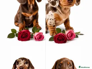 Miniature Dachshund dogs READY NOW MINI DACHSHUND SERIOUS BUYERS ONLY - Advert 1