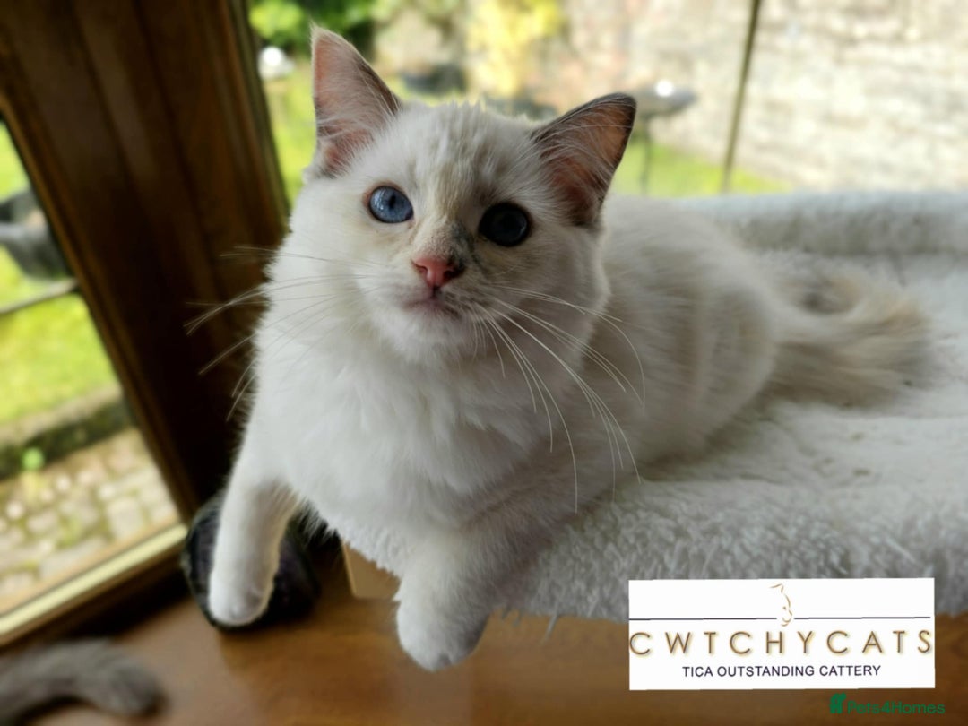 Ragdoll cats for sale: Top Quality, Tica Reg Kittens from Euro / US Lines - Image 18