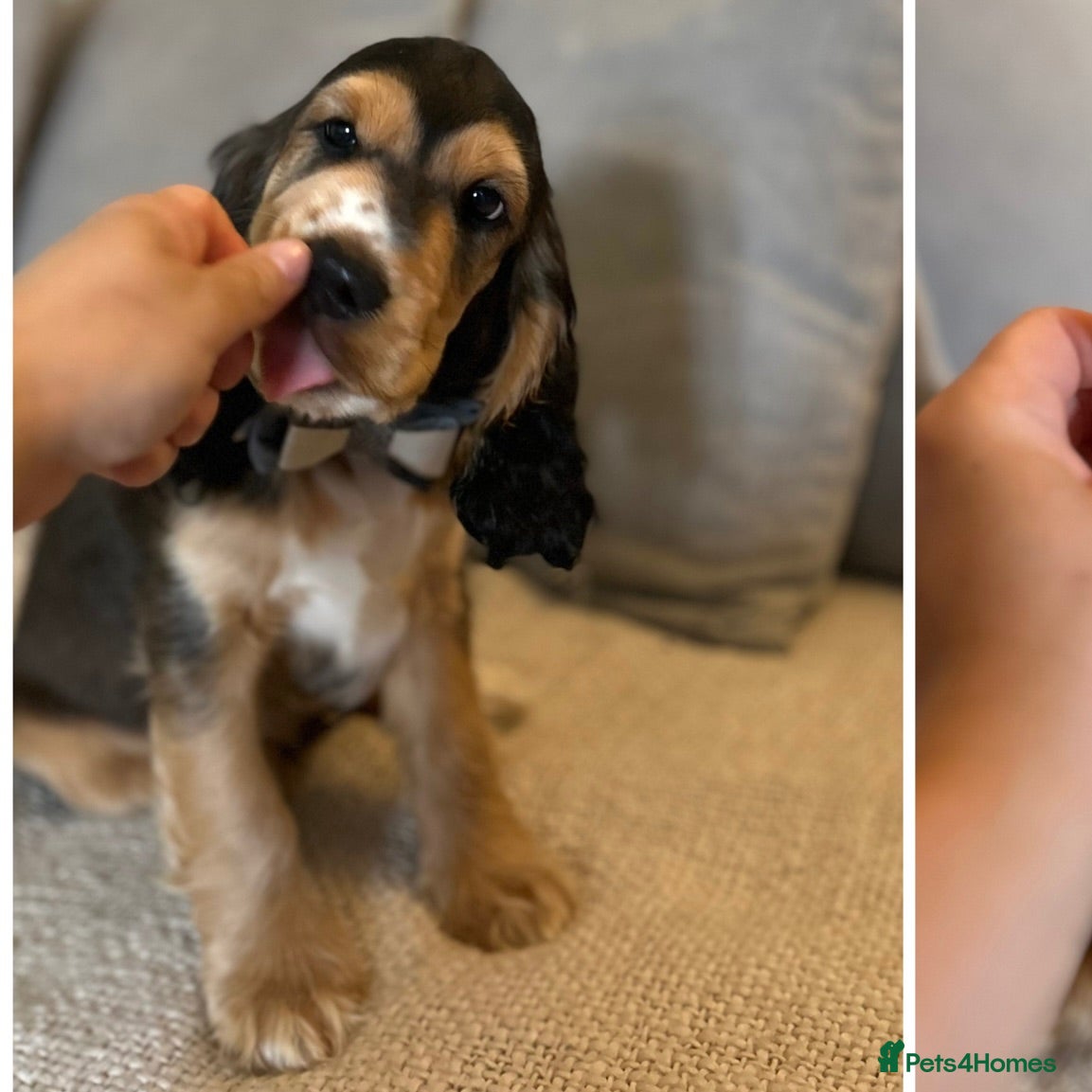 Cocker Spaniel dogs LAST BOY LEFT🏡 🌟SHOW COCKERS 🌟HEALTH CHECKS ✅   - Advert 3