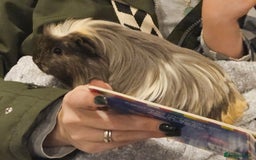 Guinea Pig rodents for sale: Beautiful Grey and white long haired Storm. - Advert 5