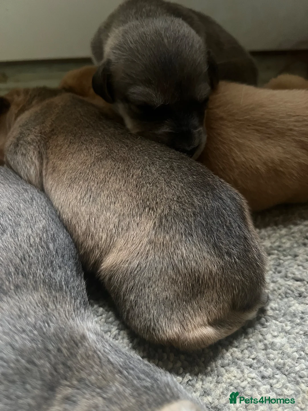 Mixed Breed dogs for sale: Lurcher cross Labrador puppies - Advert 8