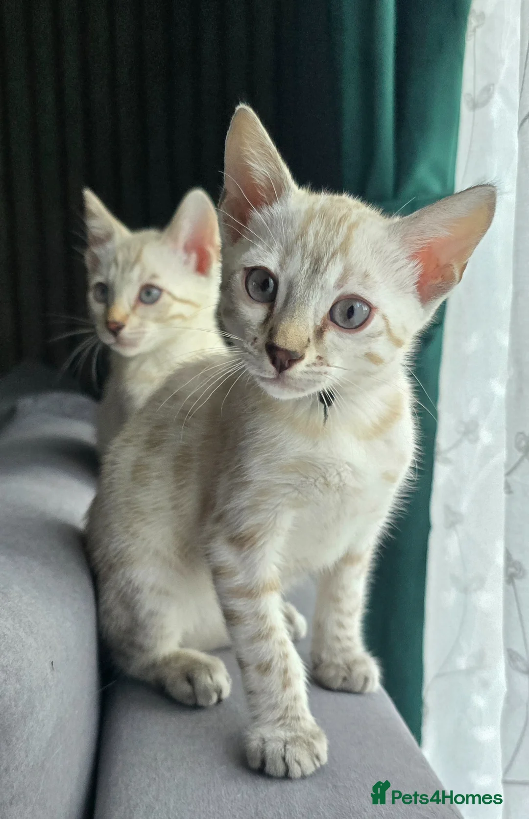 Bengal cats for sale: Only 1 TICA boy left..Ready from middle May - Advert 2