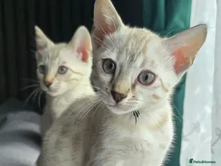Bengal cats Ready from middle May..2 TICA boys left - Advert 3