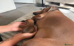 Mixed Breed dogs for sale: 🐾🤎 Adorable Dachshund Cross Puppies  - Image 15
