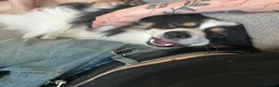 Pomeranian dogs for sale: Beautiful Pomeranian Boy - Advert 1