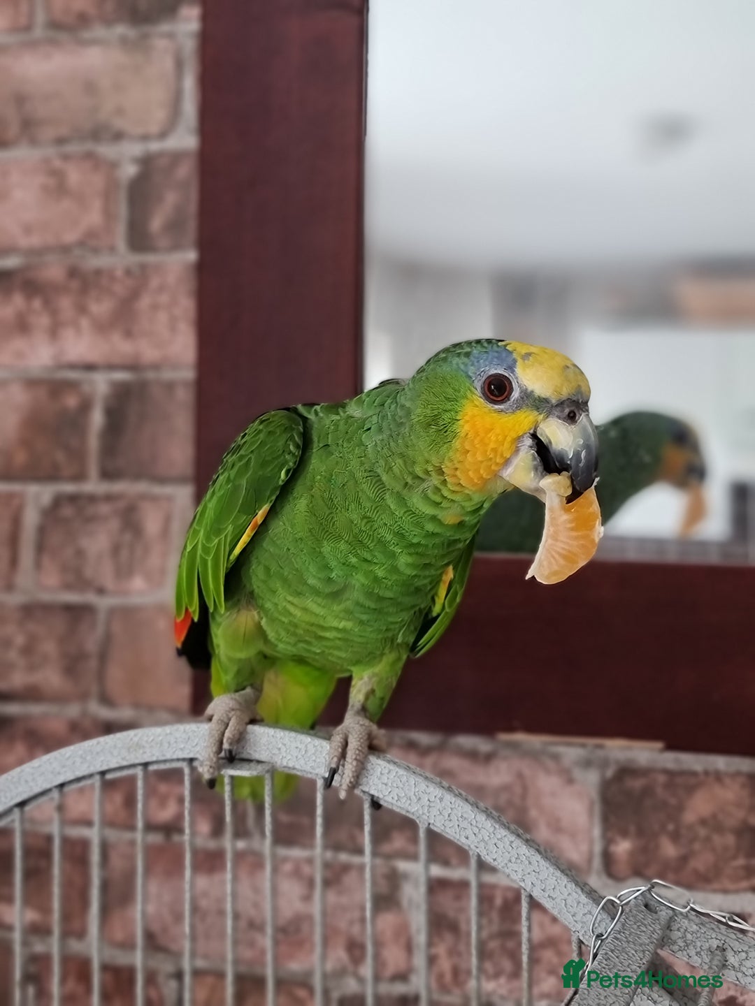 Parrots birds for sale: Amazon parrot - Advert 3