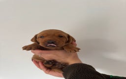 Labrador Retriever dogs for sale: KC Reg Fox Red Labrador Pups from Working Parents - Image 8
