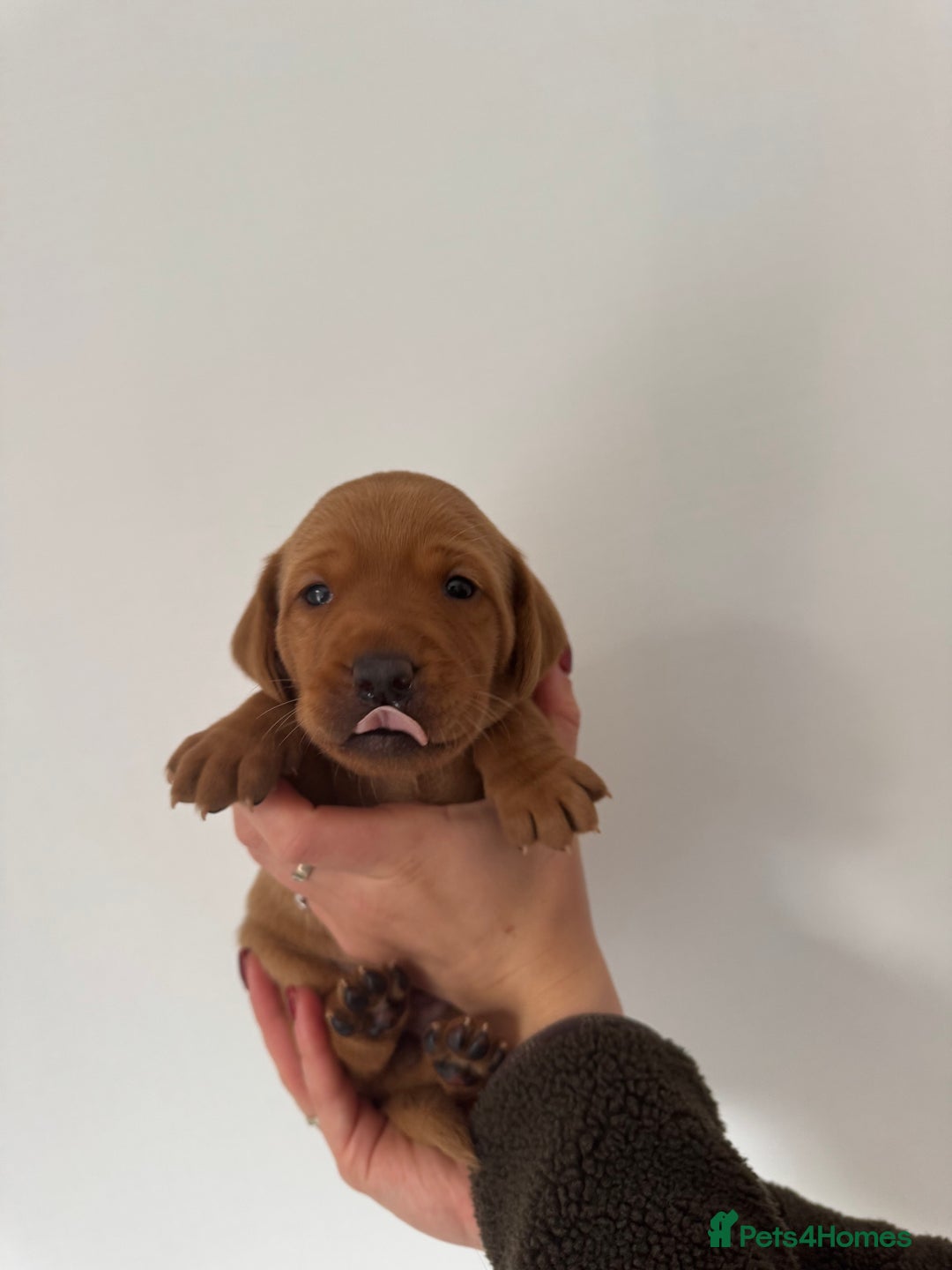 Labrador Retriever dogs for sale: KC Reg Fox Red Labrador Pups from Working Parents - Image 8